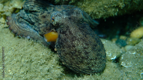 Fototapeta Naklejka Na Ścianę i Meble -  Common octopus (Octopus vulgaris) close-up undersea, Aegean Sea, Greece, Halkidiki, Pirgos beach