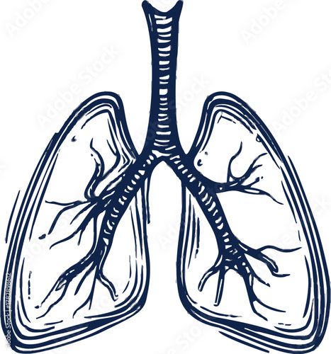 Lungs sketch hand drawn anatomical illustration with bronchial branches — stock vector