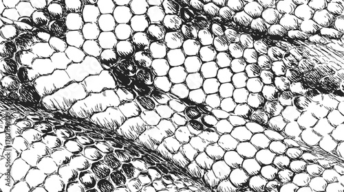 Snake scales sketch, hand drawn vector, detailed overlapping reptile skin texture — stock vector