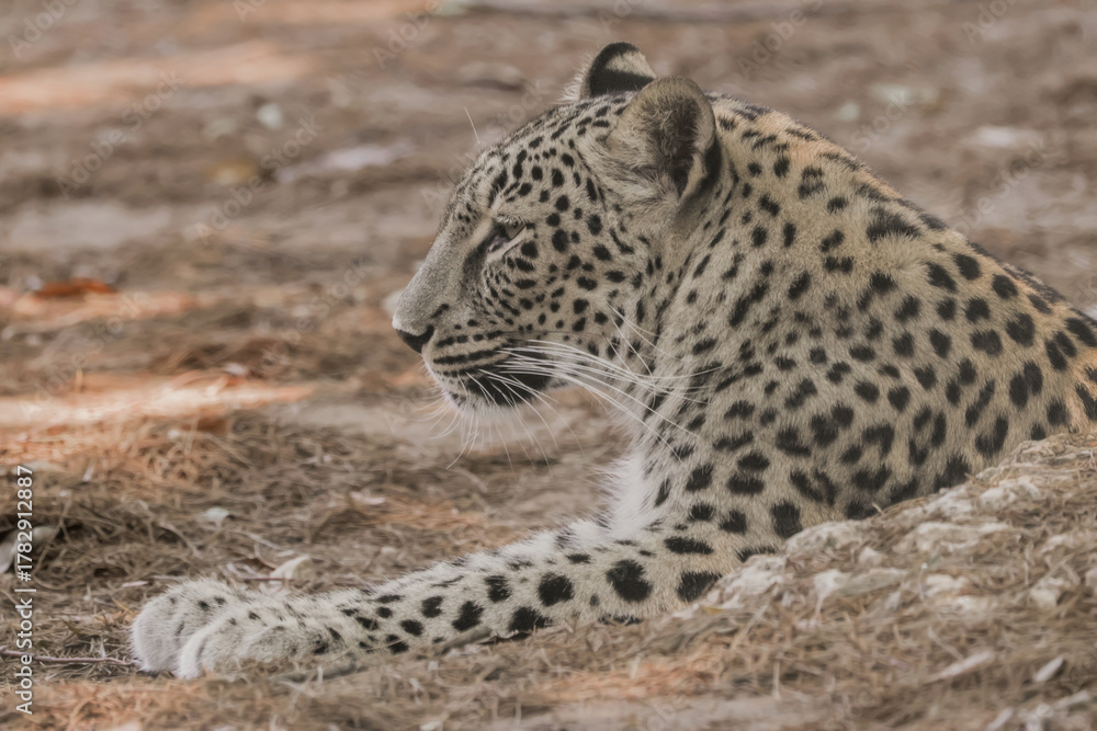 Fototapeta premium Persian Leopard Side On At Lisbon Zoo - 241C6384