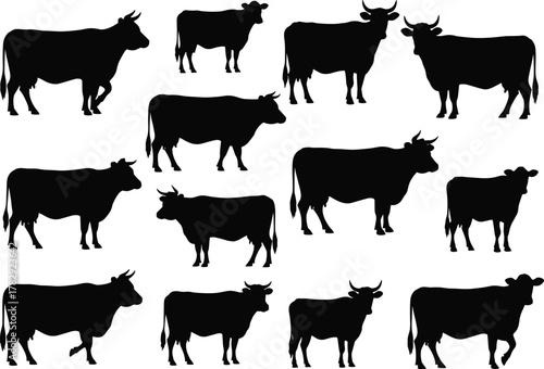 Cow silhouette collection vector illustration, farm animal design with cattle shapes and standing poses, domestic livestock artwork isolated on white background