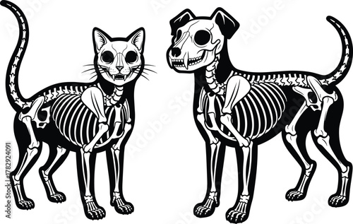 Detailed cat and dog skeleton vector illustration, veterinary anatomy design, pet bone structure educational art, animal xray concept for medical biology learning and research