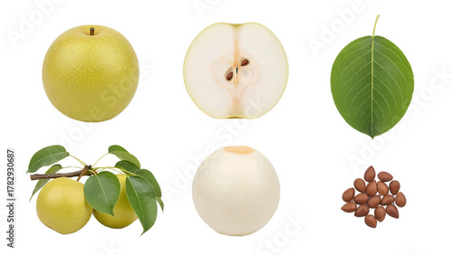 Vector illustration of collection of fresh pears and nuts on a white background
