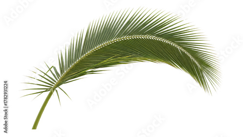 Vector illustration of a single green palm leaf on a white background