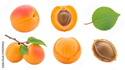 Vector illustration of collection of apricots, whole, halved, with leaf, on branch, and pit on a white background
