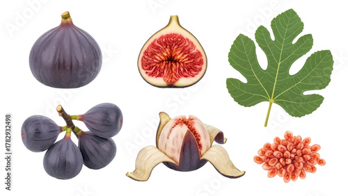 Vector illustration of fresh figs and fig leaf on a white background