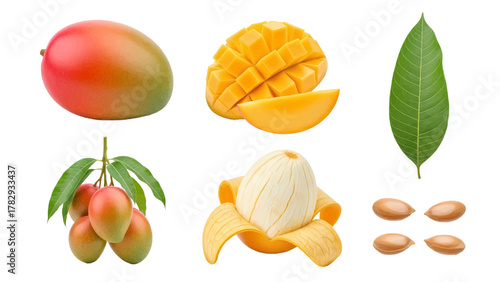 Vector illustration of collection of mangoes, mango slices, leaves, and seeds on a white background