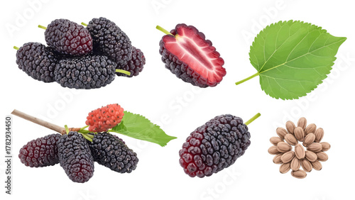 Vector illustration of collection of fresh mulberries, a cut mulberry, a leaf, and mulberry seeds on a white background