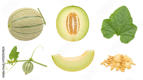 Vector illustration of cantaloupe melon components including whole fruit, slice, leaf, and seeds on a white background
