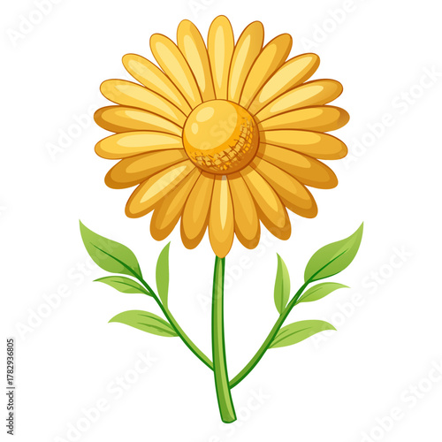 golden marguerite perennial flower vector on white