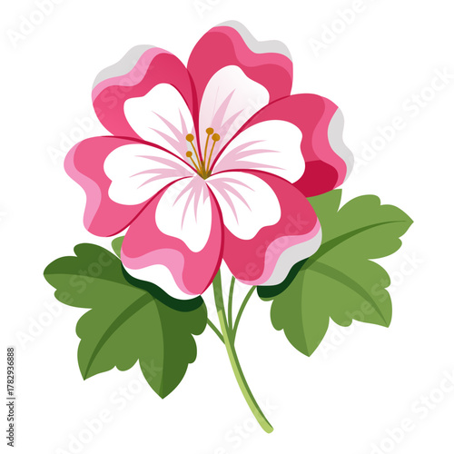 geranium hardy  flower vector illustration