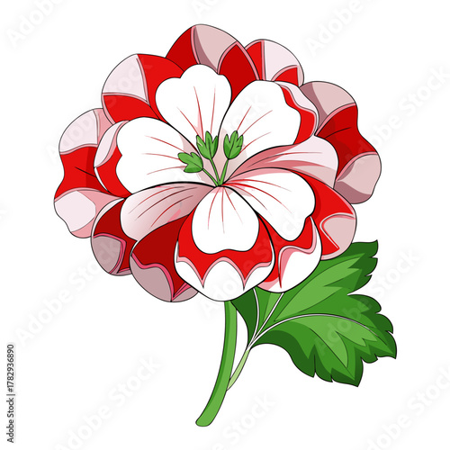 geranium hardy on white background