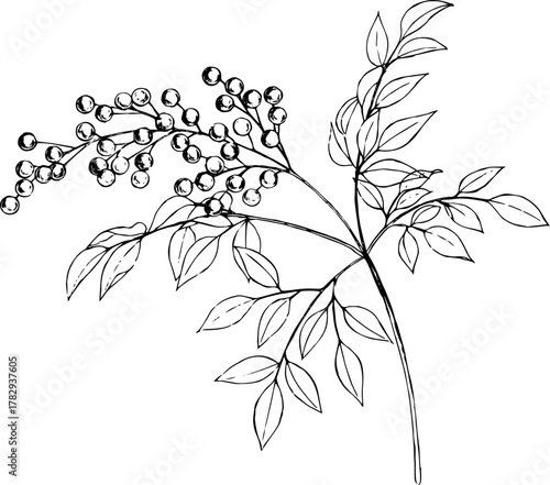 ペンで描いた南天の枝のイラスト