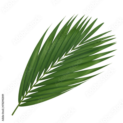 A single vibrant green palm leaf isolated on a dark background