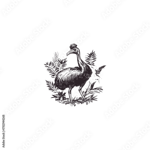 vintage engraving illustration of an exotic Cassowary bird with a pronounced crest, standing amongst tropical leaves