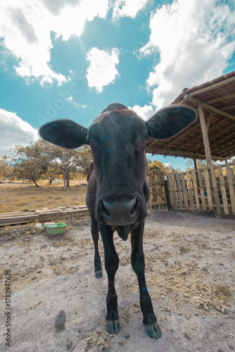 Adorable Girolando breed cow looking at the camera.
