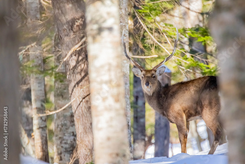 雄のエゾシカ
