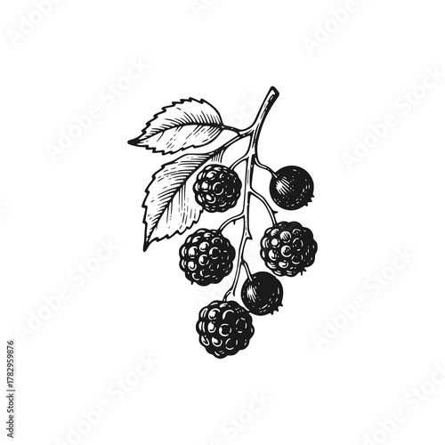 Raspberries. Black white vector illustration.