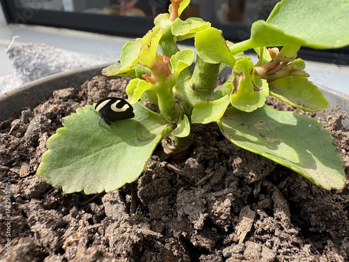 green bean sprouts