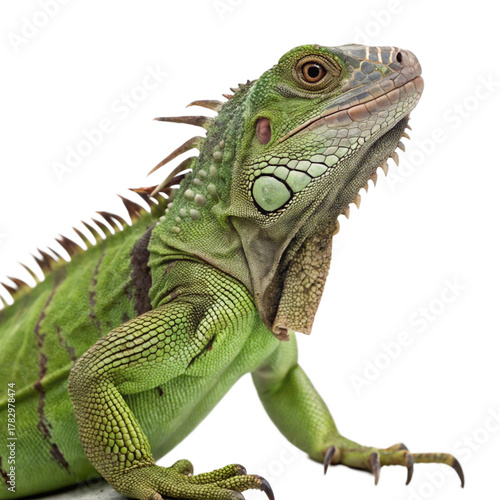 green iguana isolated, png file
