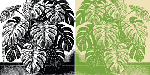Bold monstera deliciosa plant illustration in black and white with green, stylish botanical art for home decor and modern interiors