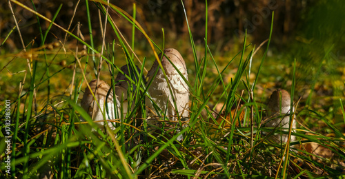 Papier peint An appetizing mushroom in the forest in the foliage after rain