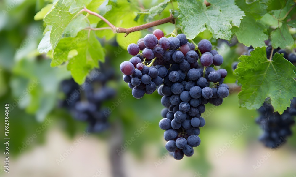 Naklejka premium smaller dark wine grapes