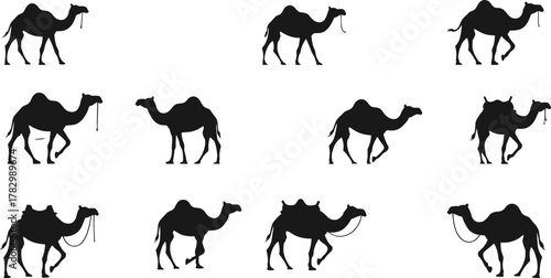 Camel, silhouette, vector, desert, animal, walking, standing, black, isolated, saddle, reins, wildlife, travel, caravan, posture, motion, clipart, traditional, journey, nomadic