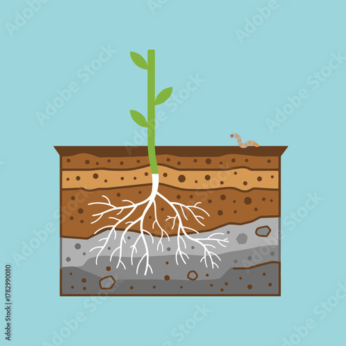 Plant Root System Showing Soil Layers and Worm.
