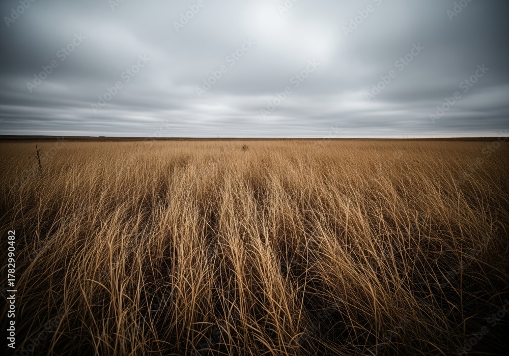 Fototapeta premium Dramatic landscape of tall dry amber grass field stretching to the horizon under gray sky.