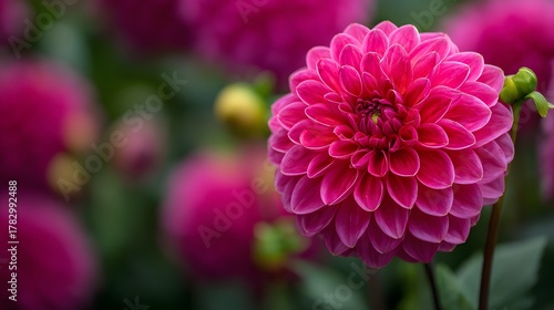 Fototapeta Naklejka Na Ścianę i Meble -  Vibrant magenta spherical bloom dominates the foreground against a soft, blurred background of similar flowers
