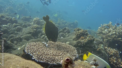 The fish eats the coral, biting off pieces from it. Yelloweye Filefish (Cantherhines dumerilii) 38 cm. ID: yellow iris, yellow caudal fin.