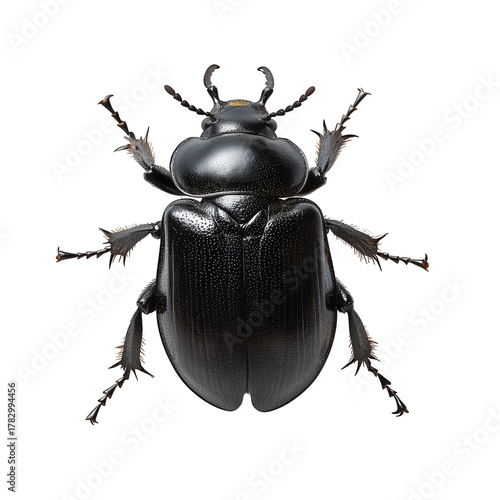 Detailed black beetle isolated on transparent background, showcasing its robust exoskeleton, segmented body, and powerful legs, highlighting the resilience of insect adaptation