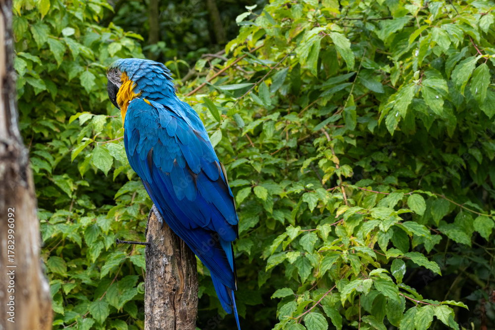 Obraz premium Ara Ararauna (bleu et jaune)