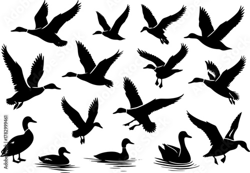 Collection of mallard duck silhouettes for designers. Flying and swimming. Vector illustration, EPS version.