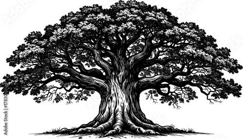 Wallpaper Mural Black and white illustration of a large, mature tree with a thick trunk and sprawling branches Torontodigital.ca