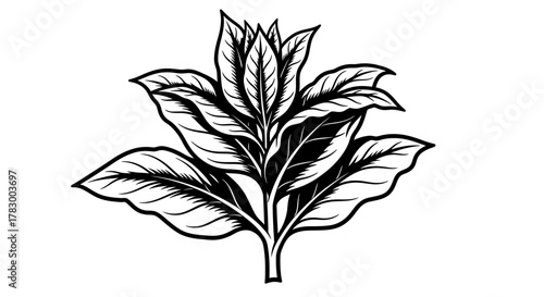 Tobacco plant leaves with transparent background