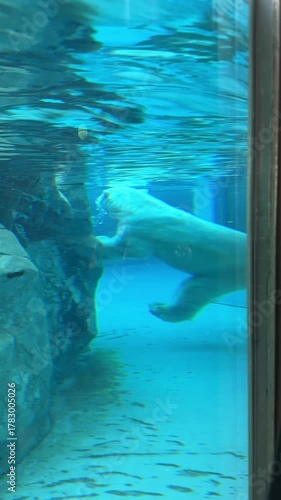 a large polar bear swimming underwater, catching a fish. swimming polar bear underwater at Asahikawa Zoo, Hokkaido, Japan. a large polar bear is swimming in captivity. people see it under the surface