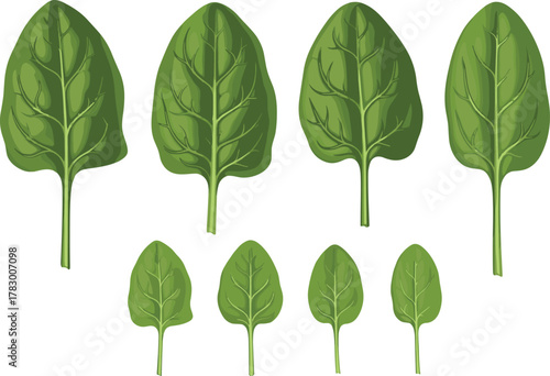 Spinach leaves illustration, green vegetable, healthy food, botanical drawing, fresh produce, nutrition concept, leafy greens, kitchen art, plant detail