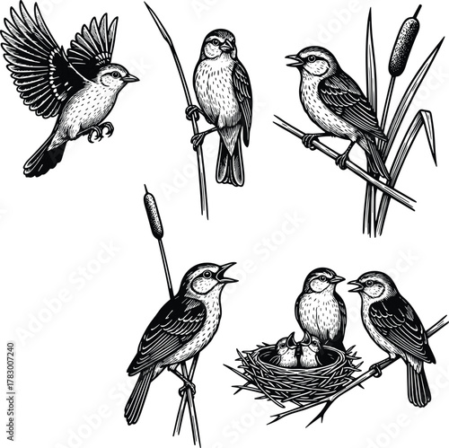 Bird illustration set, flying bird, perched bird, nesting scene, cattail reeds, realistic wildlife drawing, nature sketch, avian behavior, black and white