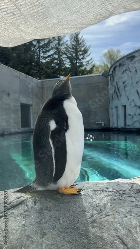 close up of a cute Gentoo Penguin, Pygoscelis papua standing in a rocky and blue water landscape on a sunny day at Asahiyama Zoo, Hokkaido, Japan. close up look of gentoo penguin on the rock