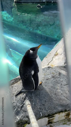 close up of a cute Gentoo Penguin, Pygoscelis papua standing in a rocky and blue water landscape on a sunny day at Asahiyama Zoo, Hokkaido, Japan. close up look of gentoo penguin on the rock
