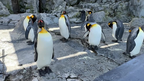 a group of king penguins standing on the rock at the zoo. some penguins are standing still, some are preening and others are looking up. group of cute king penguins at Asahikawa Zoo, Hokkaido, Japan