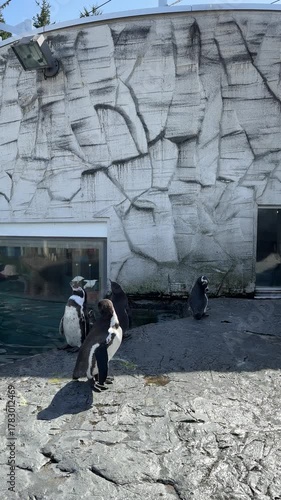 Sapporo, Japan on 24 September 2025: many people are watching a colony of cute penguins at Asahikawa Zoo from the window glass. group of humboldt penguins are sunbathing and preening outdoors