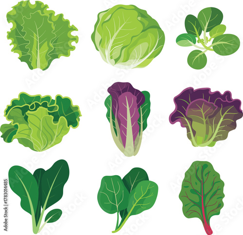 cartoon healthy food clipart, lettuce cabbage spinach artwork, colorful produce icons, fresh greens concept, nutrition design elements