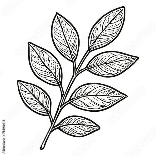 Branch with Oval Leaves 2