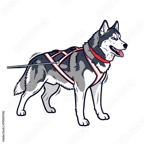 Alaskan Husky dog with harness ready for sledding, energetic and friendly, on a transparent background