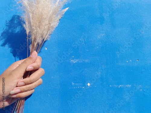 Asian women holding fluffy decorative pampas grass cortaderia selloana stalk isolated on blue background. Abstract natural background of soft plants