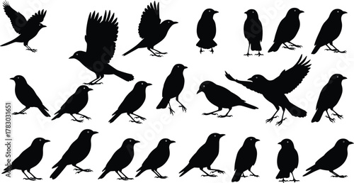 Bird silhouette collection, flying and standing poses, black vector birds, avian motion study, perched and walking shapes, wildlife illustration