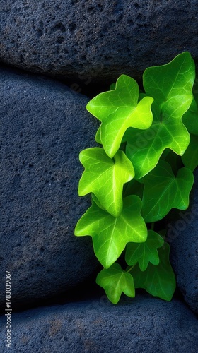 Vibrant green ivy with dew drops clings to a textured dark grey stone wall on a bright day
